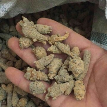 三七统货无数头