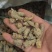 三七统货无数头