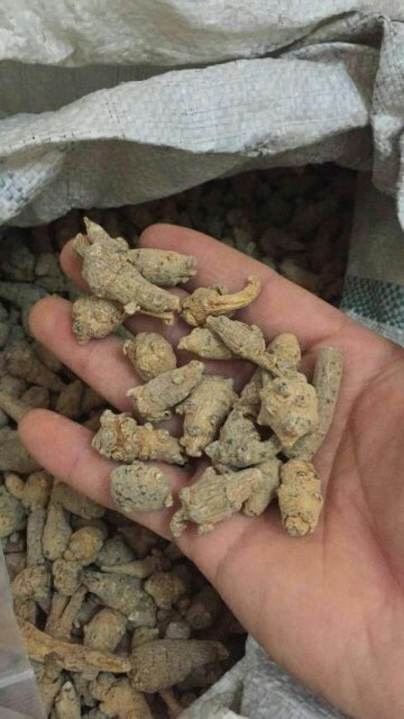 三七统货无数头