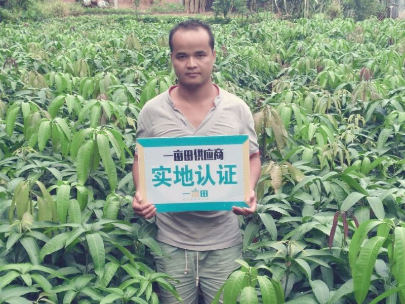 沙糖桔苗50~80cm