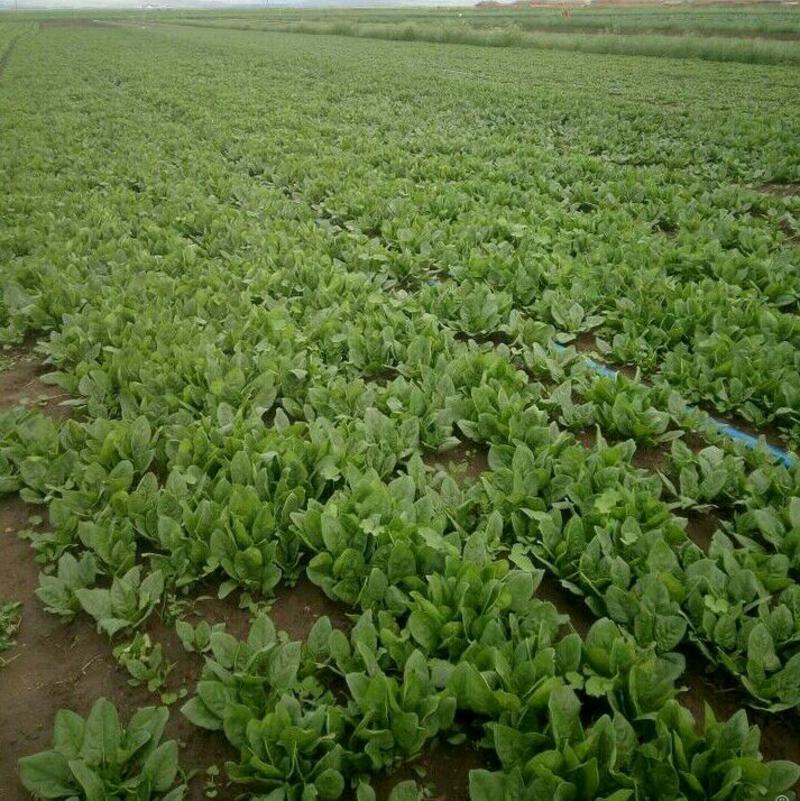 圆叶菠菜，大小颗供应，丰县，沛县中间处，市场收货