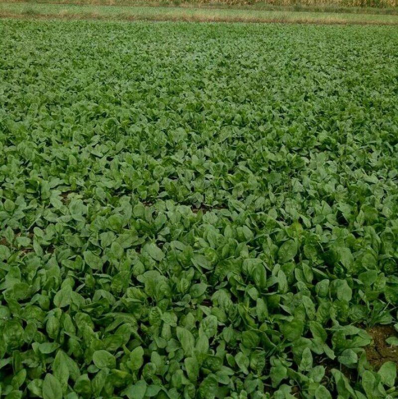 圆叶菠菜，大小颗供应，丰县，沛县中间处，市场收货