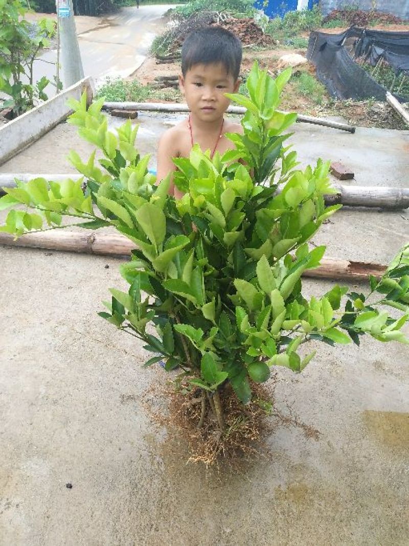 柠檬苗50~80cm