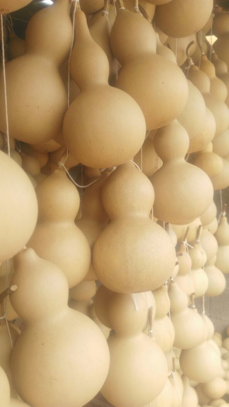 葫芦0.3斤以上品种齐全质量好价格低房屋装饰生肖葫芦