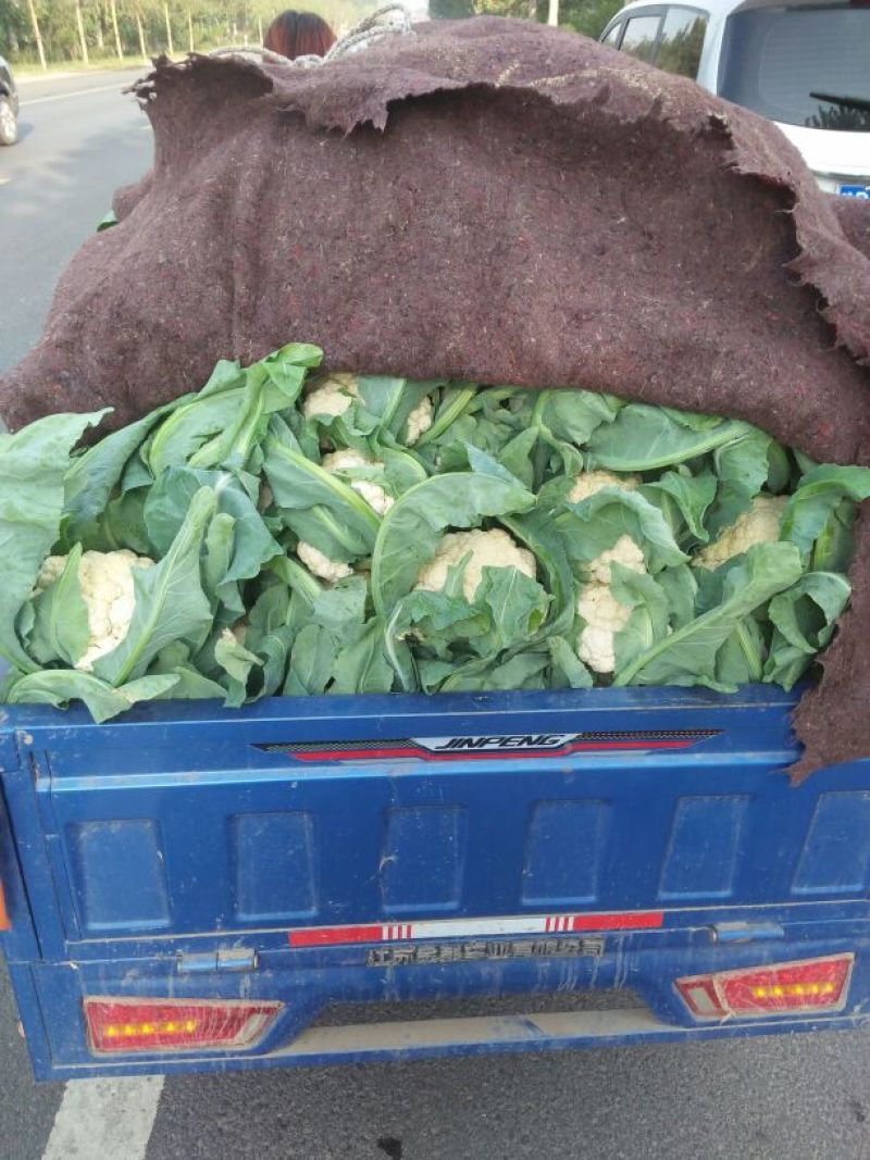 雪玉菜花！精品花菜！基地直供价格低
