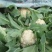 雪玉菜花！精品花菜！基地直供价格低