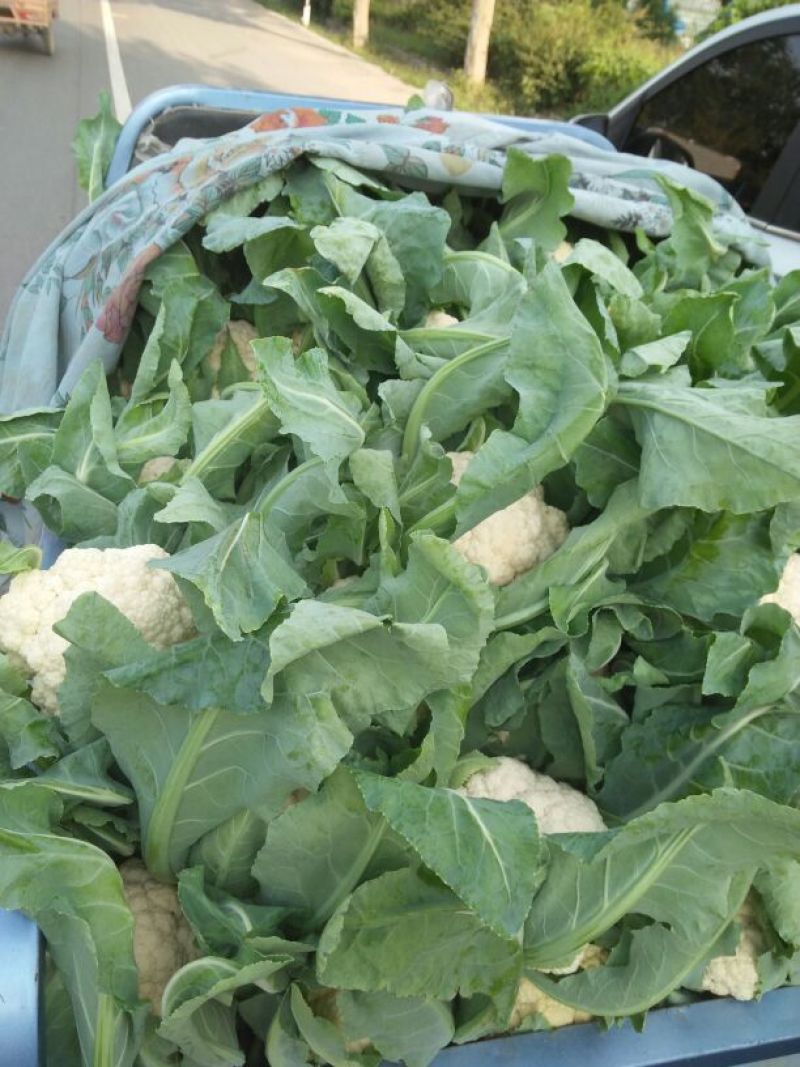 雪玉菜花！精品花菜！基地直供价格低