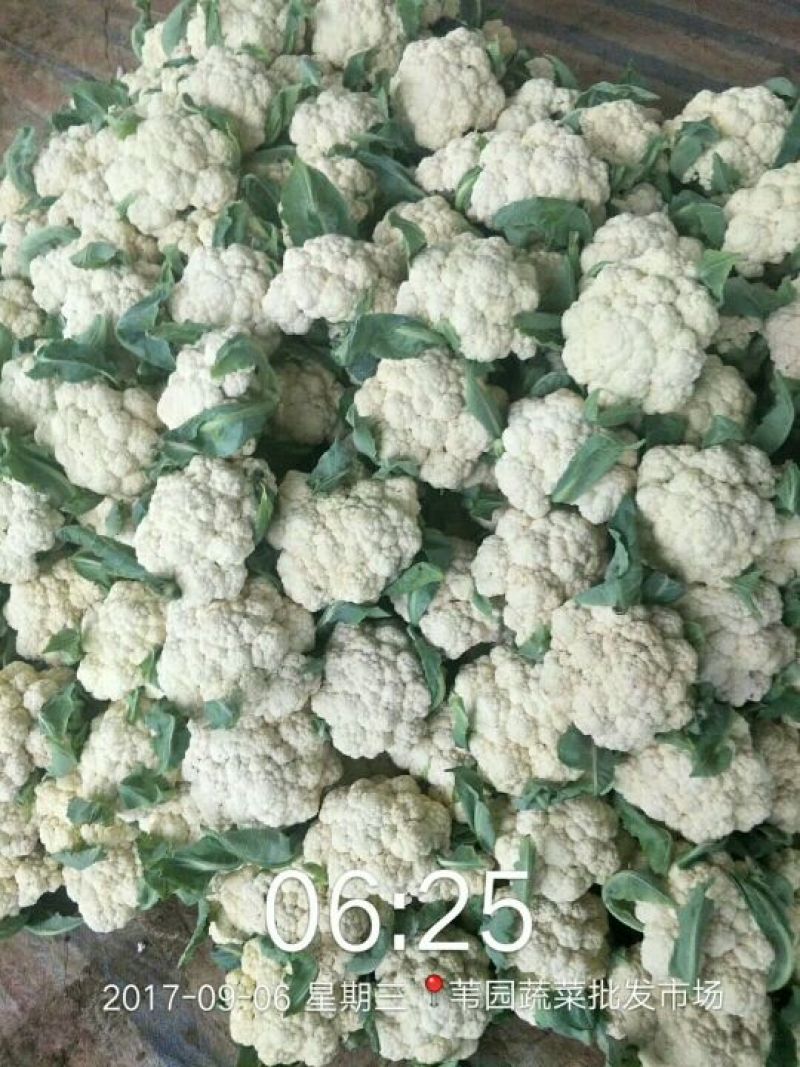 有机散花，乳白1斤