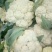 有机散花，乳白1斤