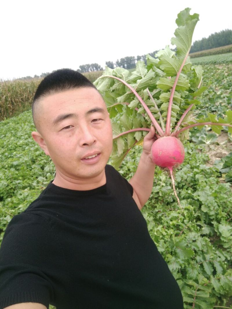 红皮萝卜1~1.5斤起
