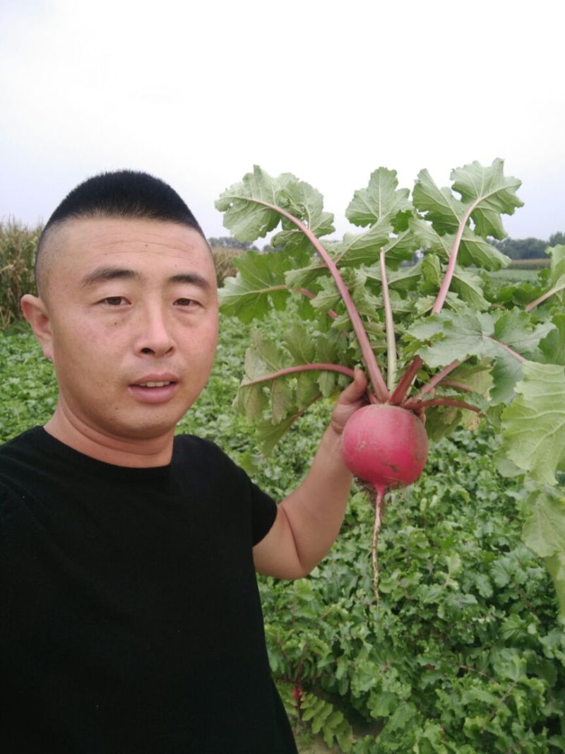 红皮萝卜1~1.5斤起