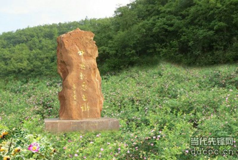 刺梨苗30~50cm