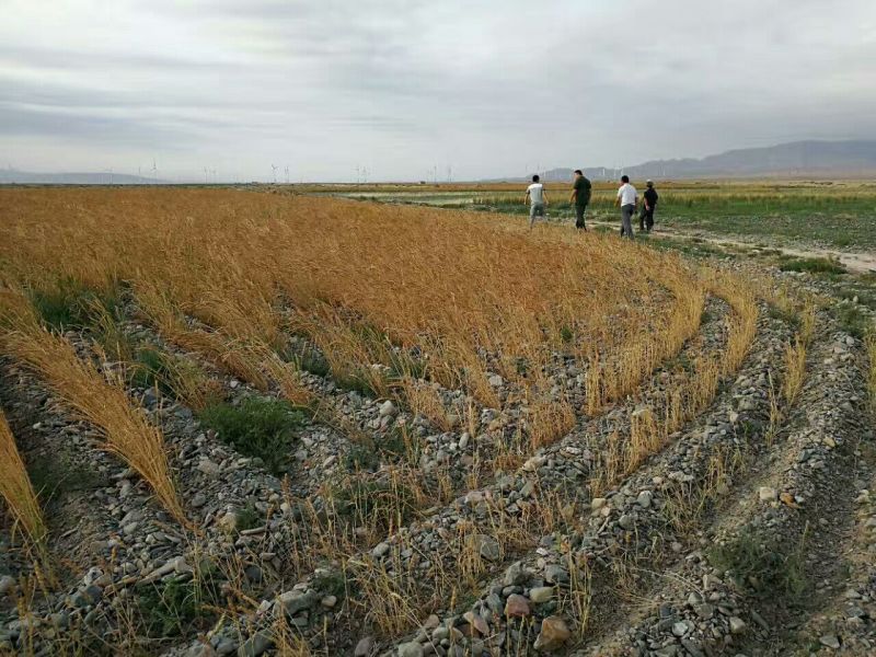 小麦粉袋装