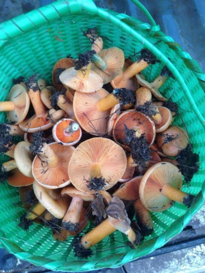 松蘑特级