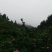 刺梨鲜