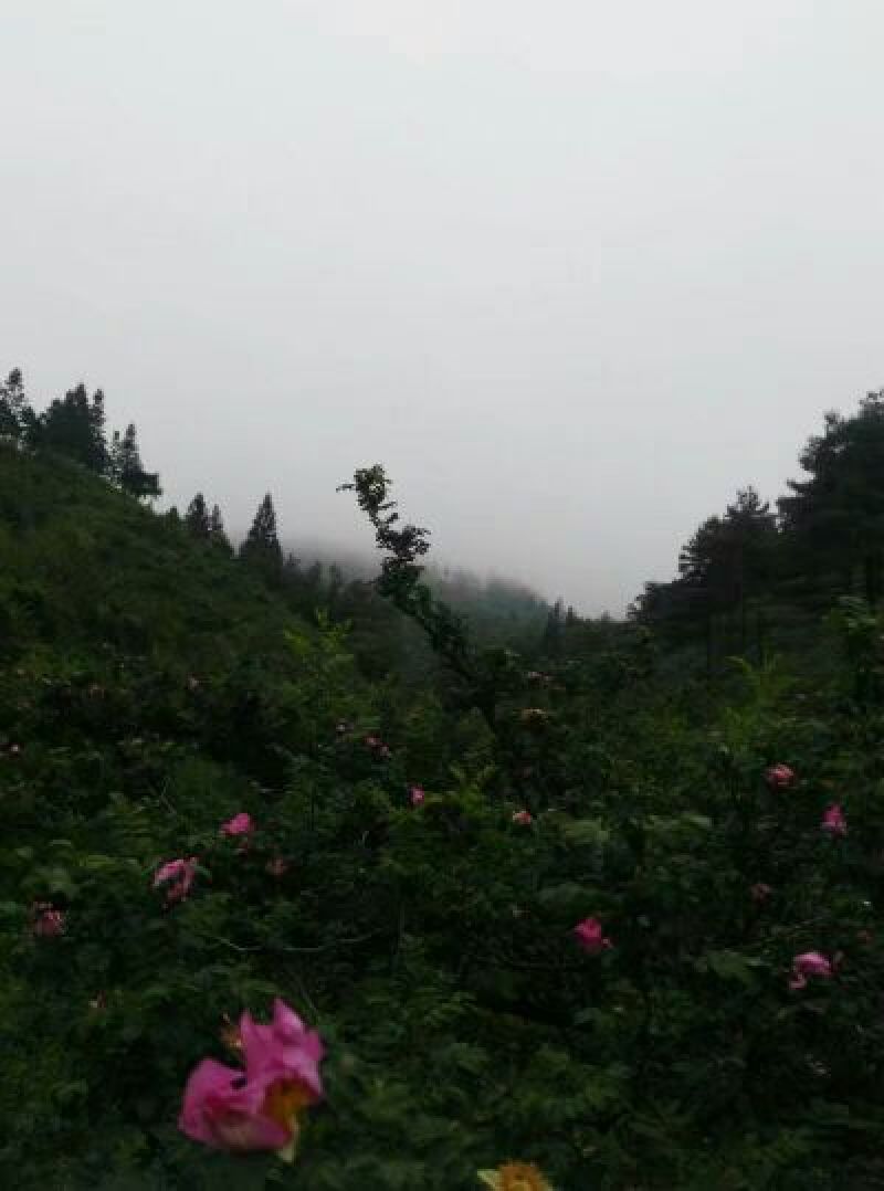 刺梨鲜