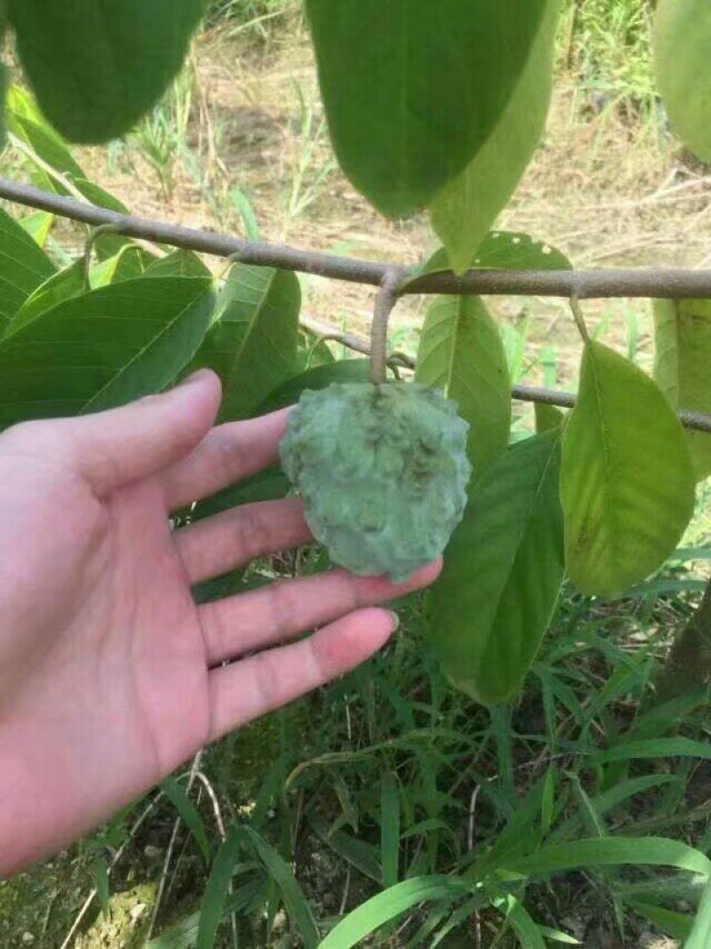 番荔枝苗30~50cm嫁接树苗！优良品种。