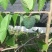 番荔枝苗30~50cm嫁接树苗！优良品种。