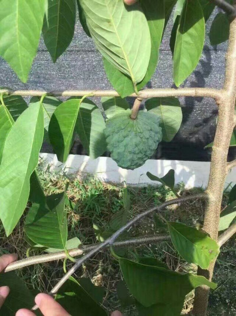 番荔枝苗30~50cm嫁接树苗！优良品种。