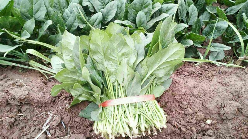 大叶菠菜20~25厘米