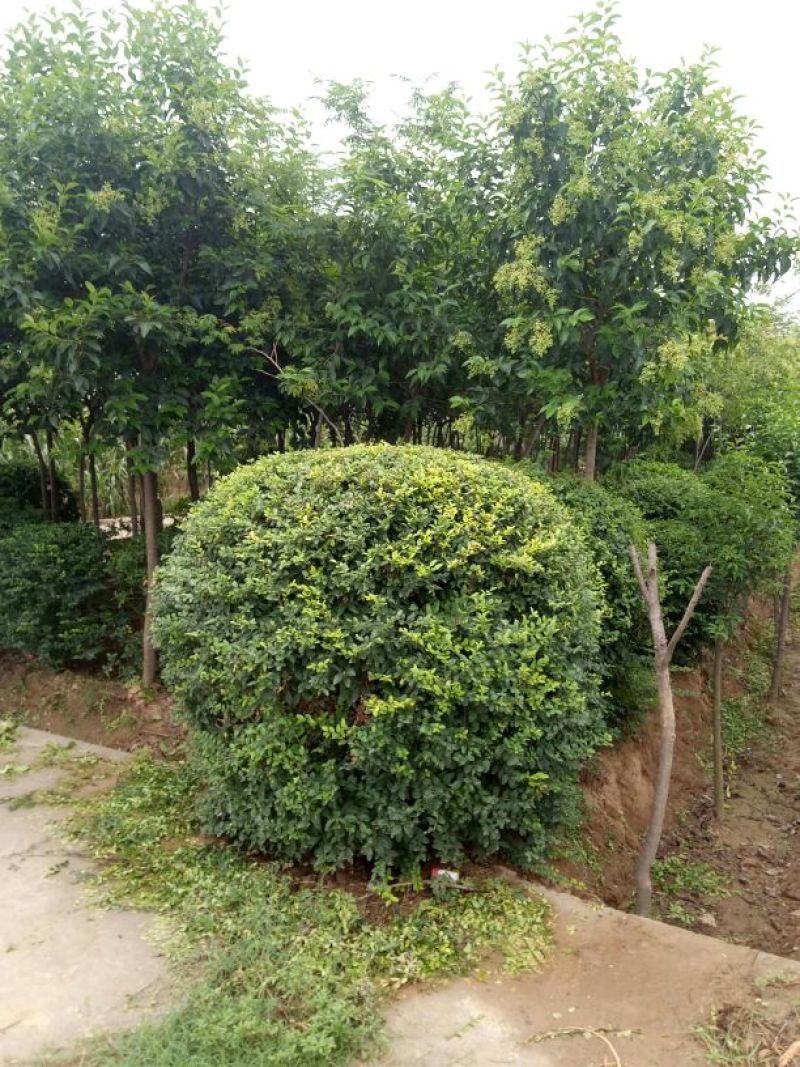 小叶女贞4~6cm