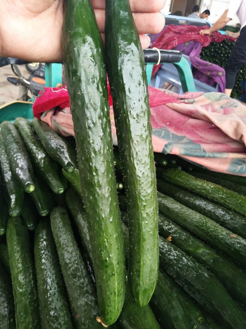 【精选】河北精品黄瓜电商供应实力代办鲜货批发量大优惠