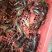小龙虾小龙虾主养4-6钱（20-30克）食用活虾