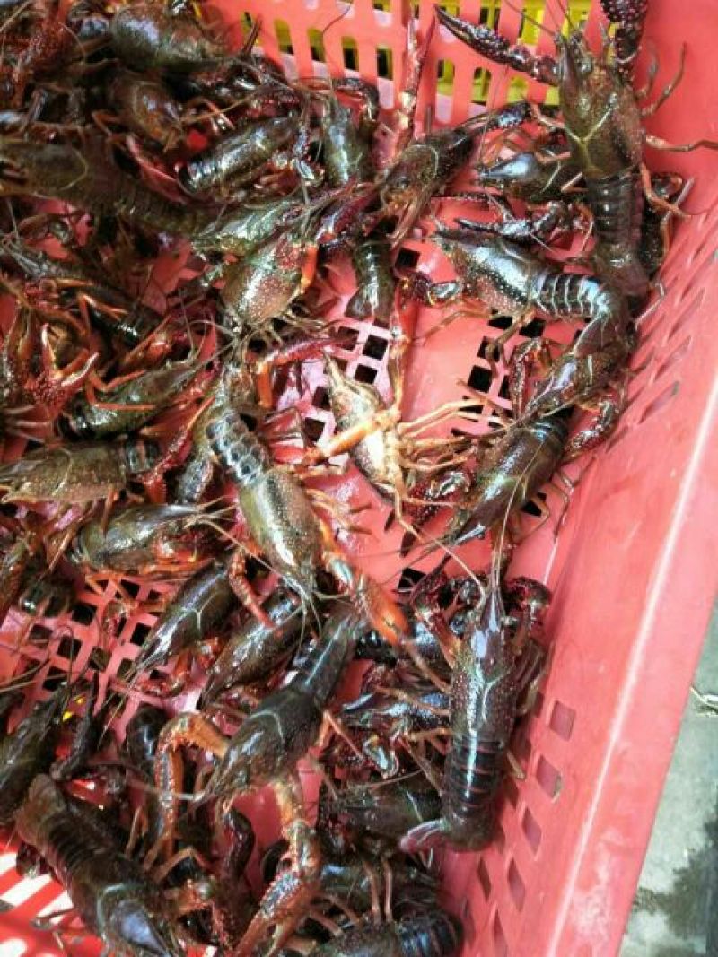 小龙虾小龙虾主养4-6钱（20-30克）食用活虾