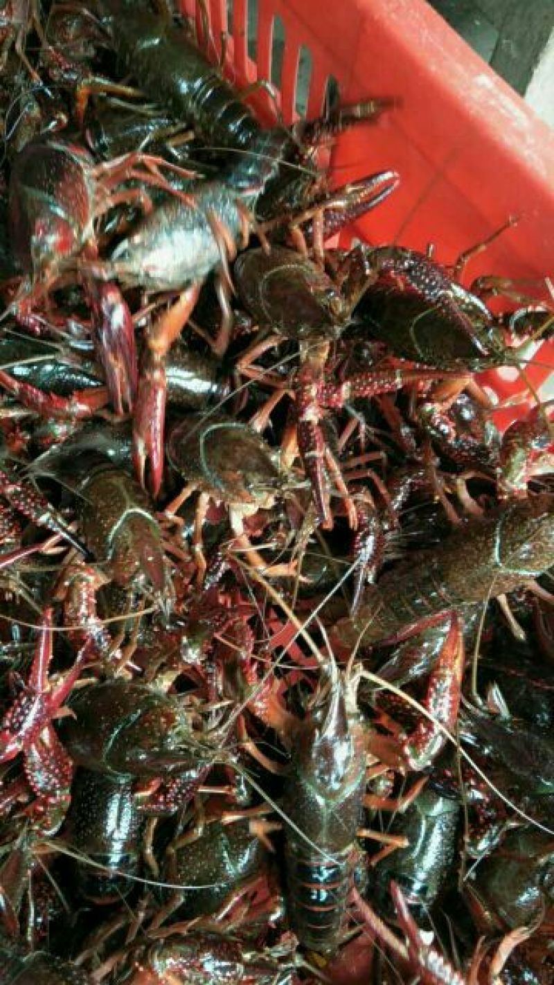 小龙虾小龙虾主养4-6钱（20-30克）食用活虾