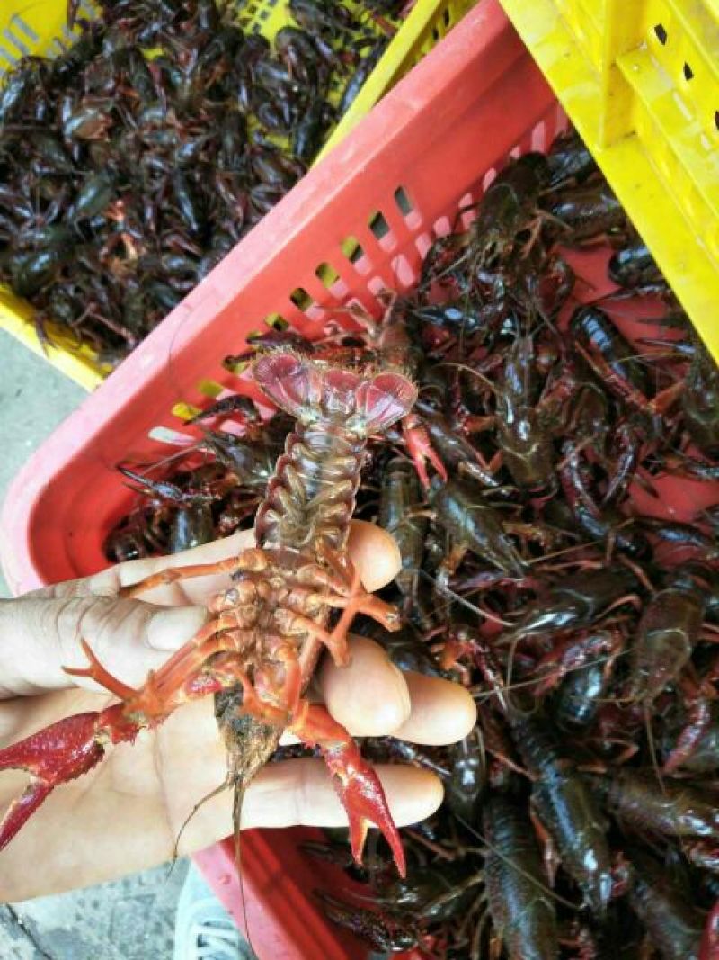 小龙虾小龙虾主养4-6钱（20-30克）食用活虾