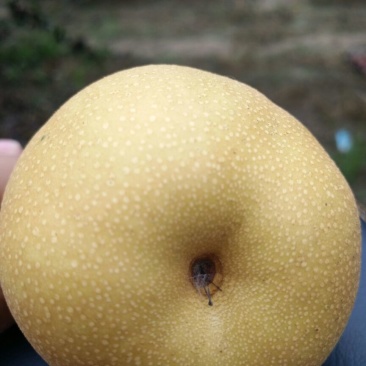 丰水梨300~600g纸袋