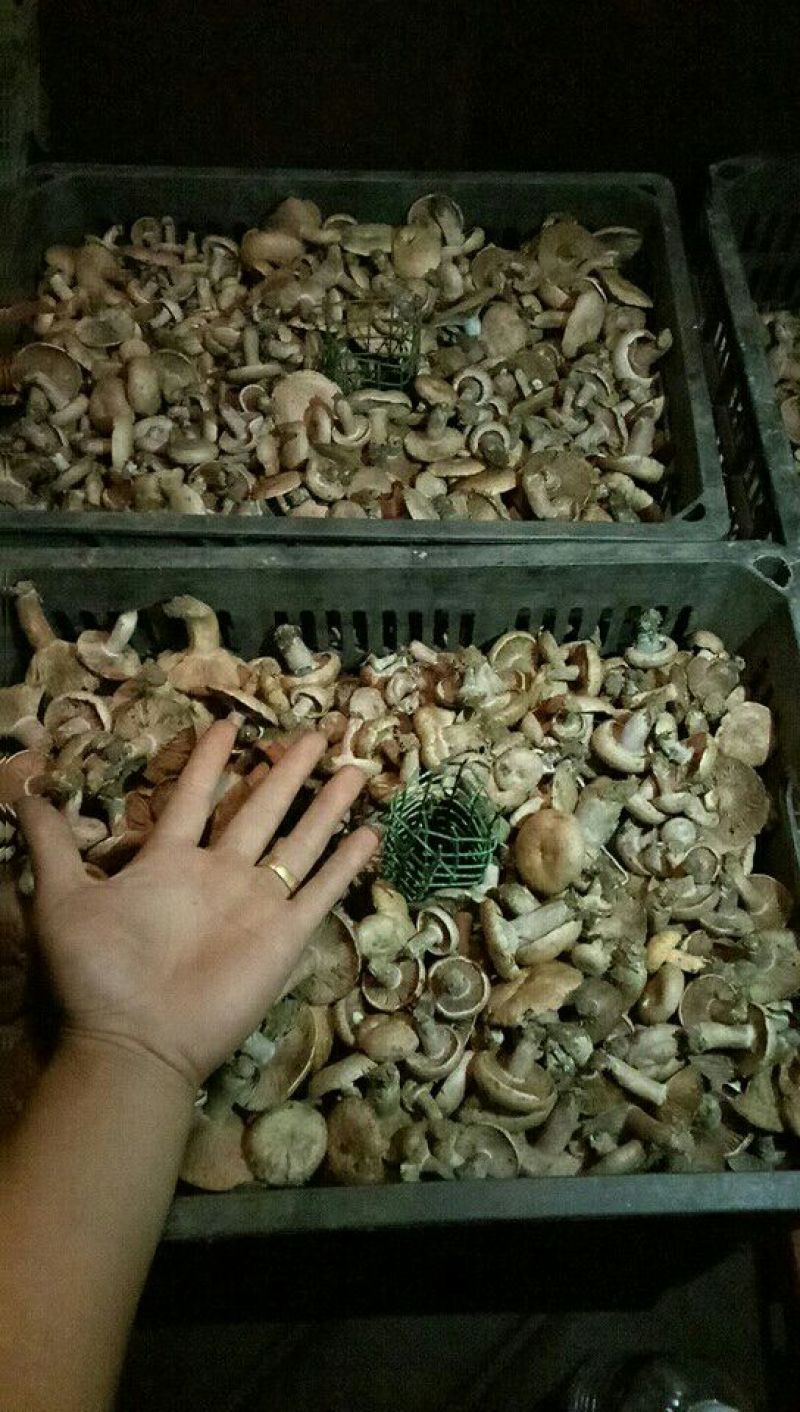 松蘑特级