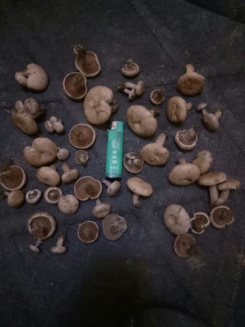 松蘑特级