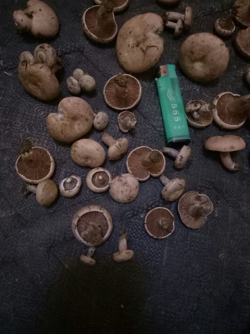 松蘑特级