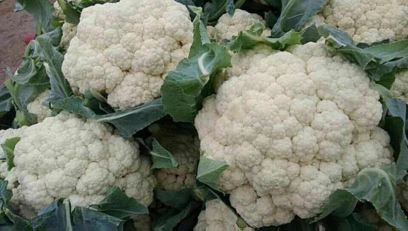 雪玉菜花2斤紧密乳白