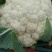 雪玉菜花2斤紧密乳白
