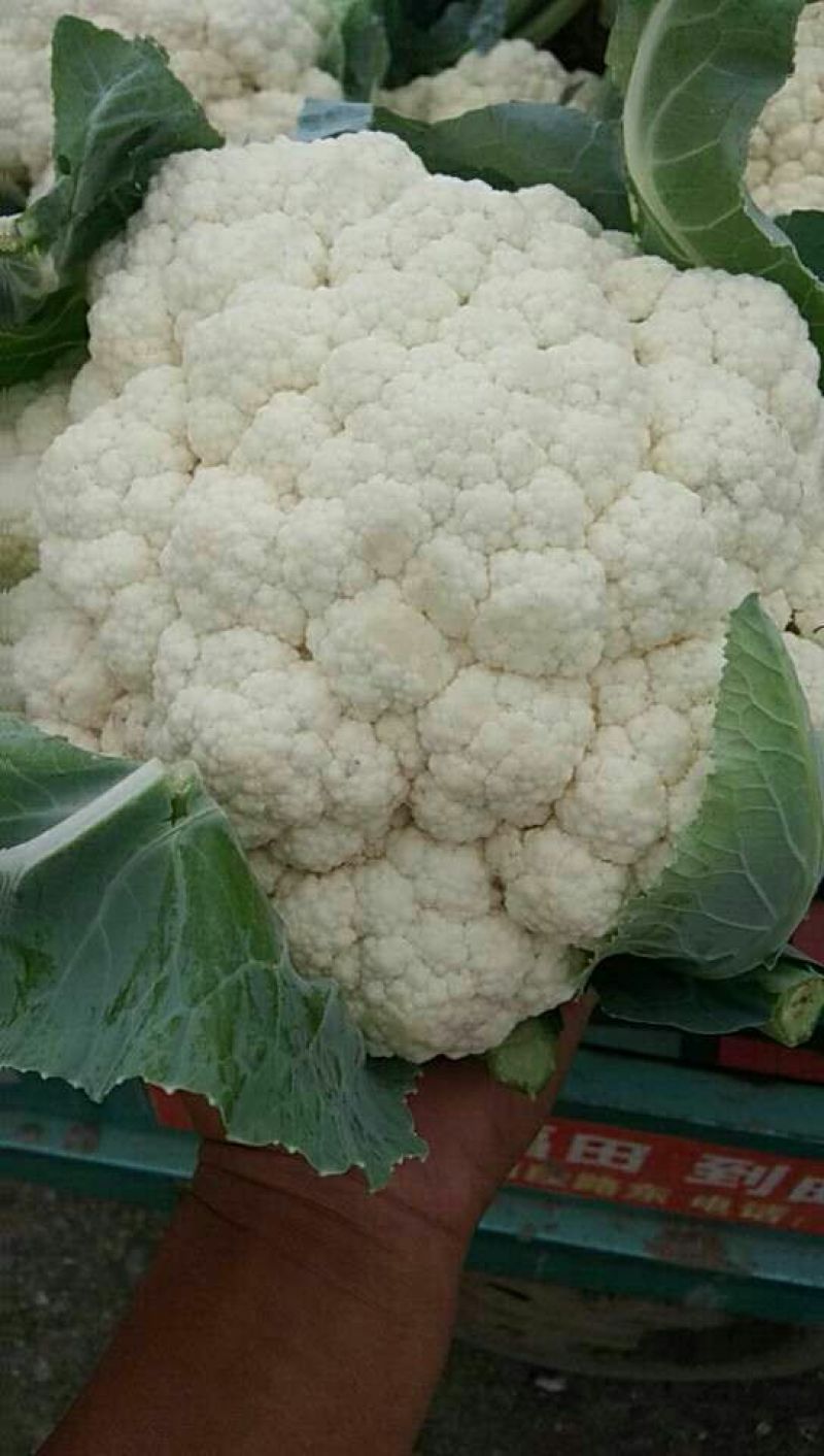 雪玉菜花2斤紧密乳白