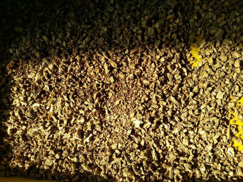 菊苣根分为两种一种是出菜的另外一种是做加工的