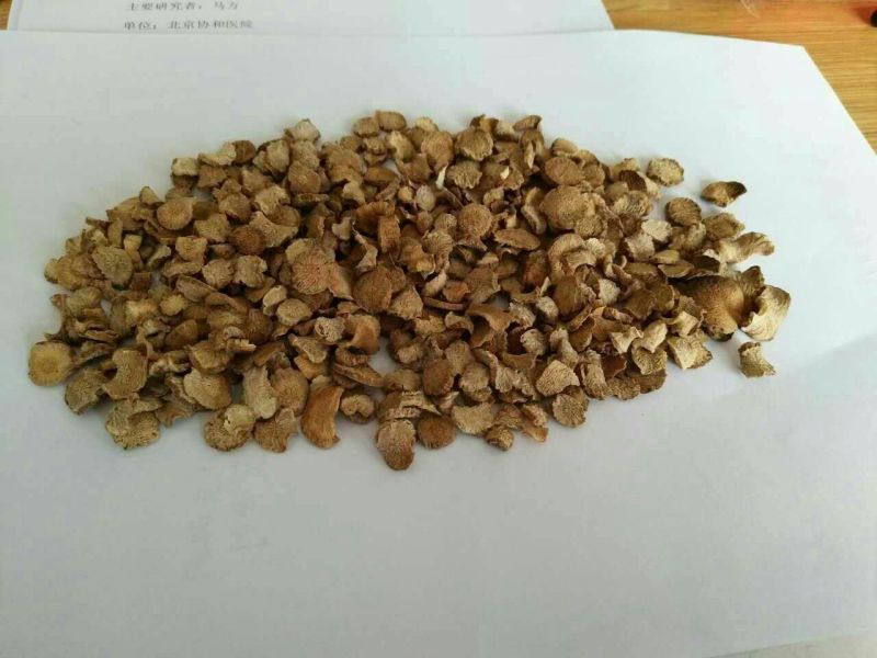 菊苣根分为两种一种是出菜的另外一种是做加工的