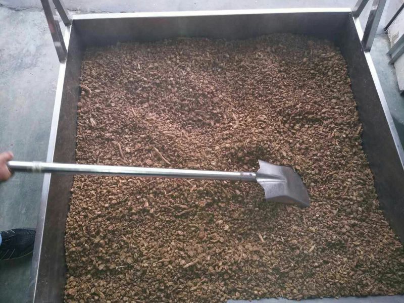 菊苣根分为两种一种是出菜的另外一种是做加工的