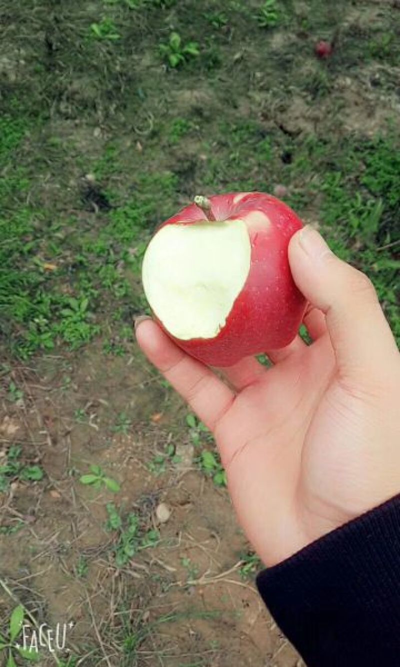 苹果70mm以上纸袋