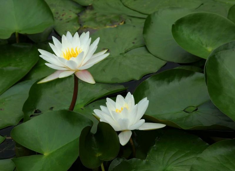 大睡莲根块根茎水培植物四季池塘水池睡莲花苗荷花水生根块包