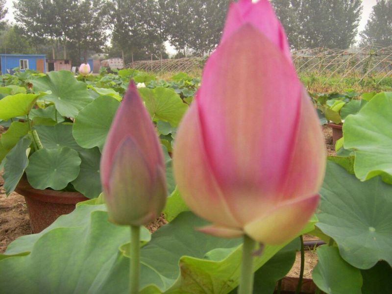 大睡莲根块根茎水培植物四季池塘水池睡莲花苗荷花水生根块包