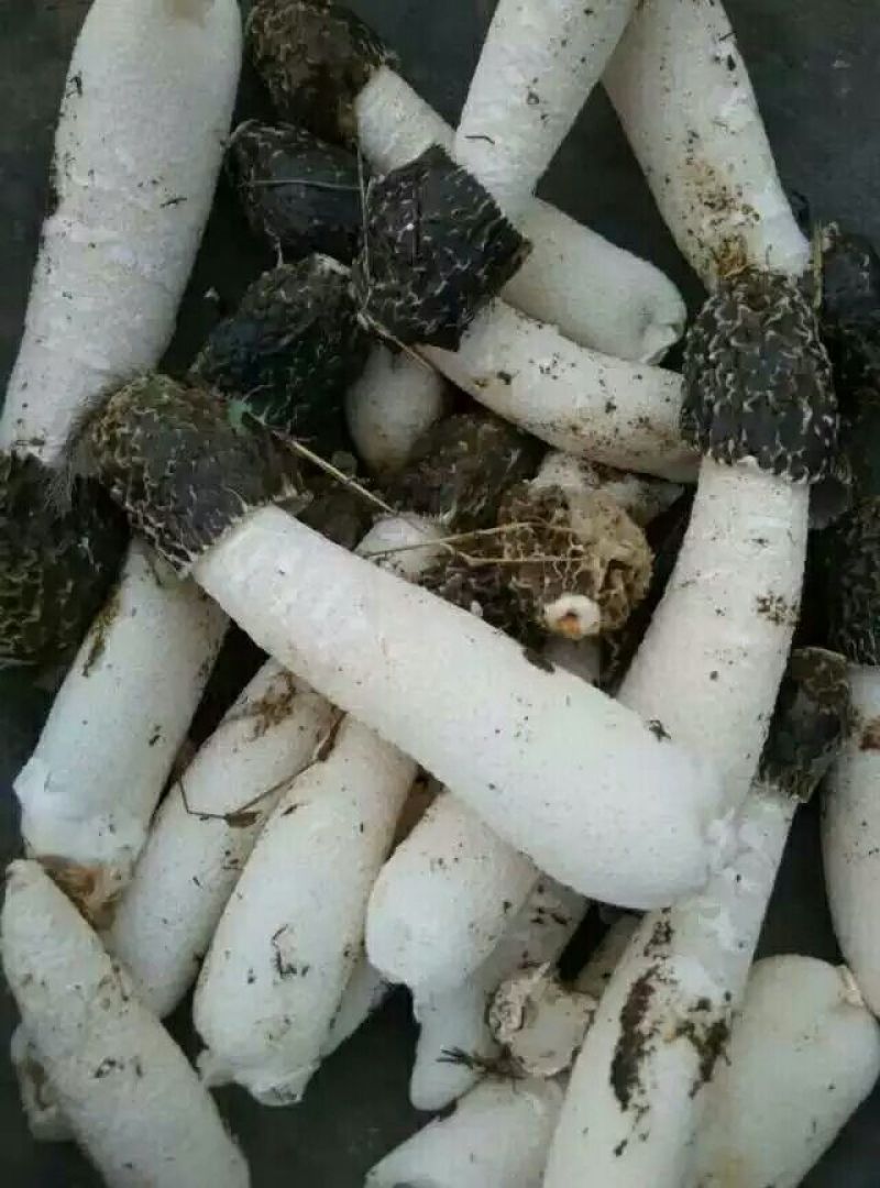 干竹荪一级