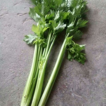 芹菜550以上，颗细，叶亮，没毛病。