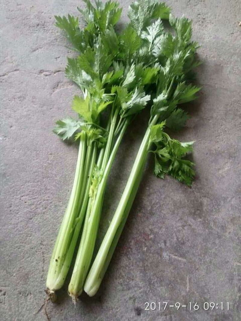 芹菜550以上，颗细，叶亮，没毛病。