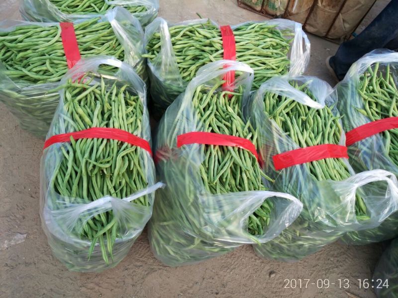 无丝豆30厘米以上陆地早熟品种………精品无丝豆