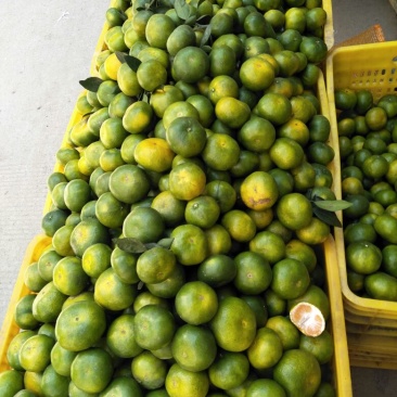 特早蜜橘5.5~6cm