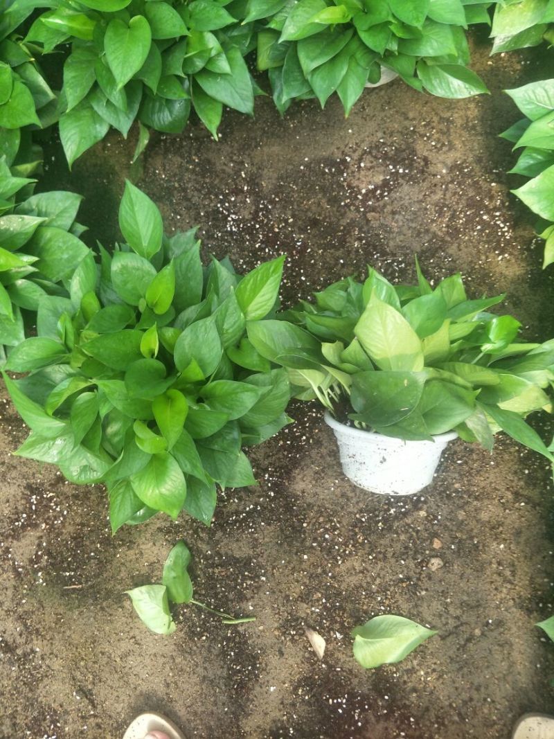 【零售包邮】白盆绿萝4盆/箱广州基地直销