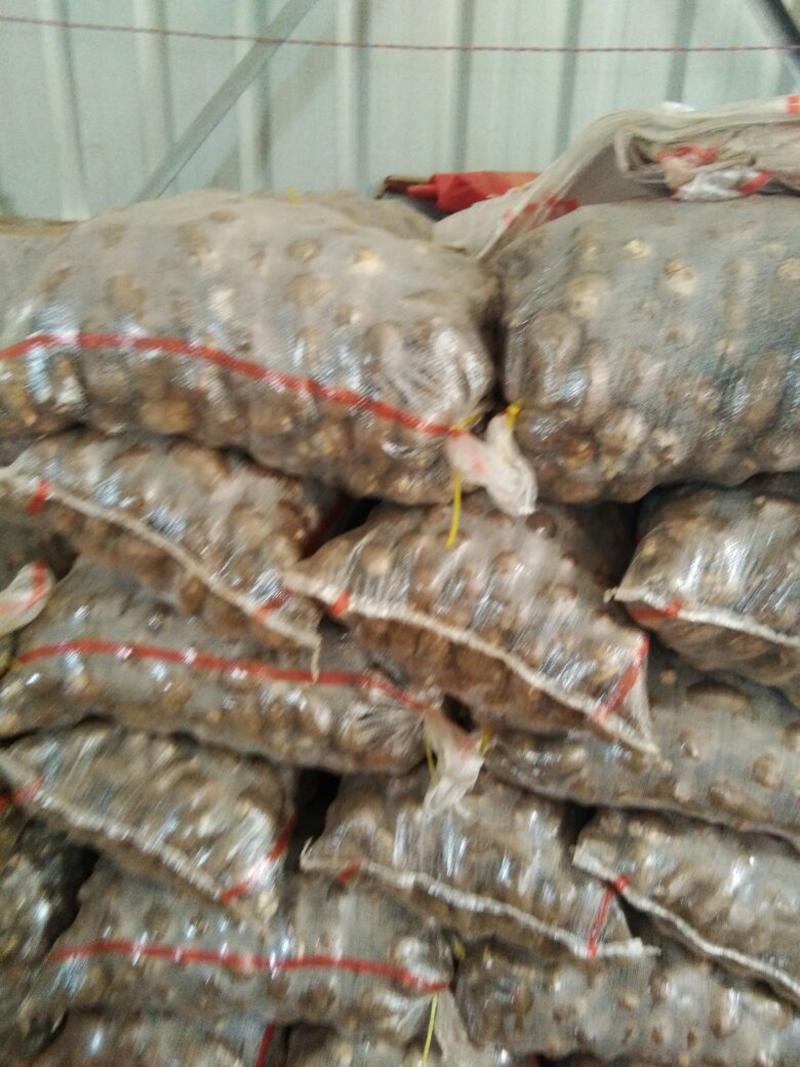 山东芋头基地8520，豆包大量销售中，全国代发